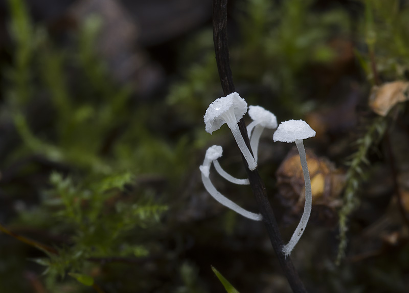 Hemimycena crispula